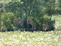 White-tailed deer on island in main pond (Jun 2018)