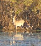 White-tailed deer in main pond (Apr 2017)