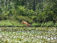 White-tailed deer eating at shore of main pond (Jun 2018)