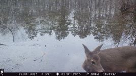 White-tailed deer at Muddy Bog (4), trail camera photo (Feb 2020)