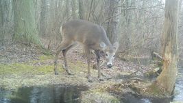 White-tailed deer near Bluebird Trail, via trail camera (Feb 2020)