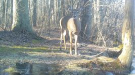White-tailed deer near Bluebird Trail, Unexpected Wildlife Refuge trail camera photo