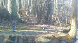 White-tailed deer near Bluebird Trail (2), trail camera photo (Feb 2020)