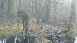 White-tailed deer near Bluebird Trail, via trail camera (Mar 2020)