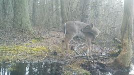 White-tailed deer, Unexpected Wildlife Refuge trail camera photo