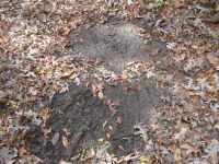 White-tailed deer rutting evidence near Miller House, photo by Dave Sauder (Nov 2019)