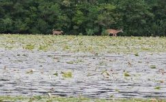 Mother deer and fawn in main pond, Unexpected Wildlife Refuge photo