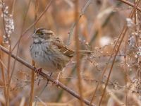 White-throated sparrow (Dec 2017)