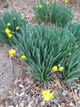 Wild daffodils flowering (Mar 2019)