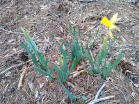 Wild daffodils flowering (Mar 2019)