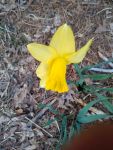 Wild daffodil flower (Mar 2019)