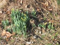 Wild daffodils near headquarters, photo by Dave Sauder (Feb 2020)