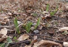 Wild iris near Miller House (Feb 2020)