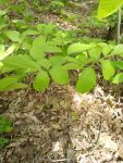 Wild sarsaparilla near cabin (May 2019)