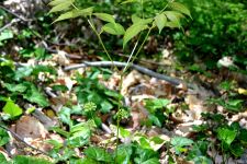 Wild sarsaparilla, photo by Sage Russell, 2 (circa 2012)