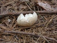 Wild turkey egg shell along Cedar Bridge Trail (May 2020)