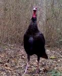 Wild turkey female, via trail camera (Feb 2017)