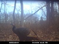 Wild turkey female (1), trail camera photo (Jan 2020)