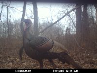 Wild turkey male, trail camera photo (Jan 2020)