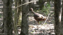 Wild turkey hen in one of the wooded regions at the Refuge (May 2019)