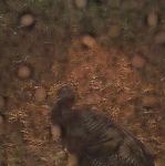 Wild turkey in the rain, via trail camera (Dec 2016)