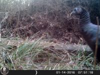 Wild turkey, via trail camera, 1 (Jan 2016)