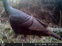 Female wild turkey, Unexpected Wildlife Refuge trail camera photo