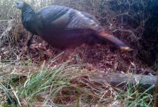 Wild turkey, via trail camera, 3 (Jan 2016)