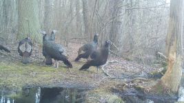 Wild turkeys sequence, near Bluebird Trail (3), trail camera photo (Feb 2020)