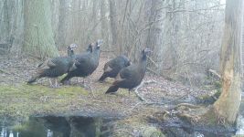 Wild turkeys sequence, near Bluebird Trail (4), trail camera photo (Feb 2020)