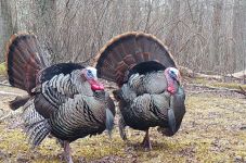 Wild turkeys, via trail camera (Mar 2017)