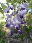 Wisteria with ants