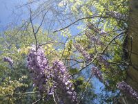 Wisteria behind Miller House (Apr 2019)