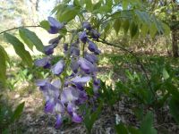 Wisteria near Miller House (May 2020)