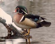 Wood duck, main pond, Unexpected Wildlife Refuge photo