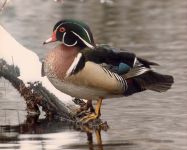 Wood duck (undated)