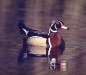 Wood duck in pond, photo by Ed Abbott (Mar 1990)