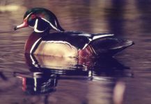 Wood duck in pond, photo by Ed Abbott (Mar 1990)