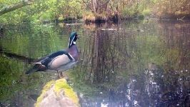 Wood duck, Unexpected Wildlife Refuge trail camera photo