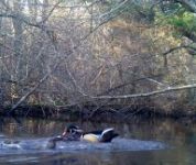 Wood ducks; Unexpected Wildlife Refuge trail camera photo