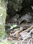 Wood frog along Cedar Bridge Trail (May 2020)