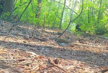 Wood thrush, Unexpected Wildlife Refuge trail camera photo