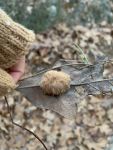 Wool sower gall on oak leaf