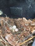 Wren nest in apron, Unexpected Wildlife Refuge photo