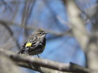 Yellow-rumped warbler female (Mar 2018)