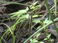 Yellow-sided skimmer dragonfly newly emerged along main pond dike (Jun 2020)