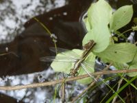 Yellow-sided skimmer dragonfly, Unexpected Wildlife Refuge photo