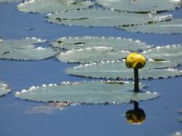 Yellow water lily, Unexpected Wildlife Refuge photo