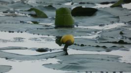 Yellow water-lily flowering in the main pond (May 2019)