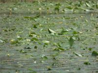 Yellow water-lily pads with flowers in main pond (May 2020)